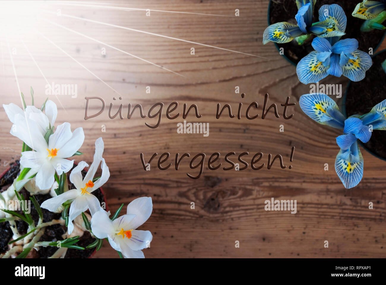Holz- Hintergrund mit deutschem Text Duengen Nicht Vergessen bedeutet nicht Mist vergessen. Sonnige Frühling Blumen wie Traubenhyazinthen und Krokus. Gealtert oder Vin Stockfoto