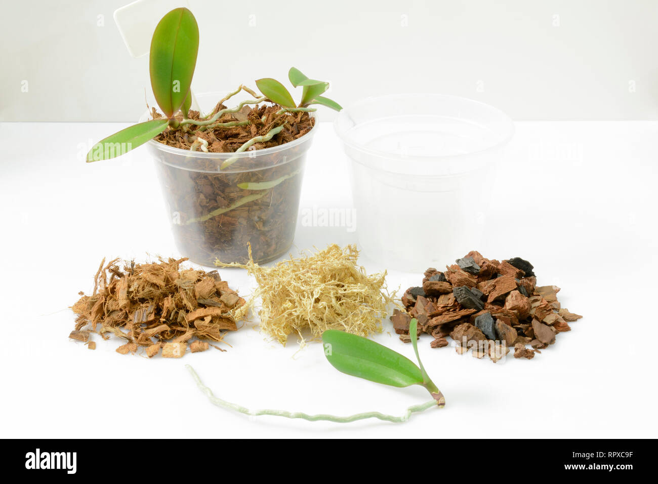 Anbau von Orchideen zu Hause. Boden- und Substrat für sall baby Orchideen, Kleine junge Pflanzen, Weiterzucht in Töpfe Stockfoto