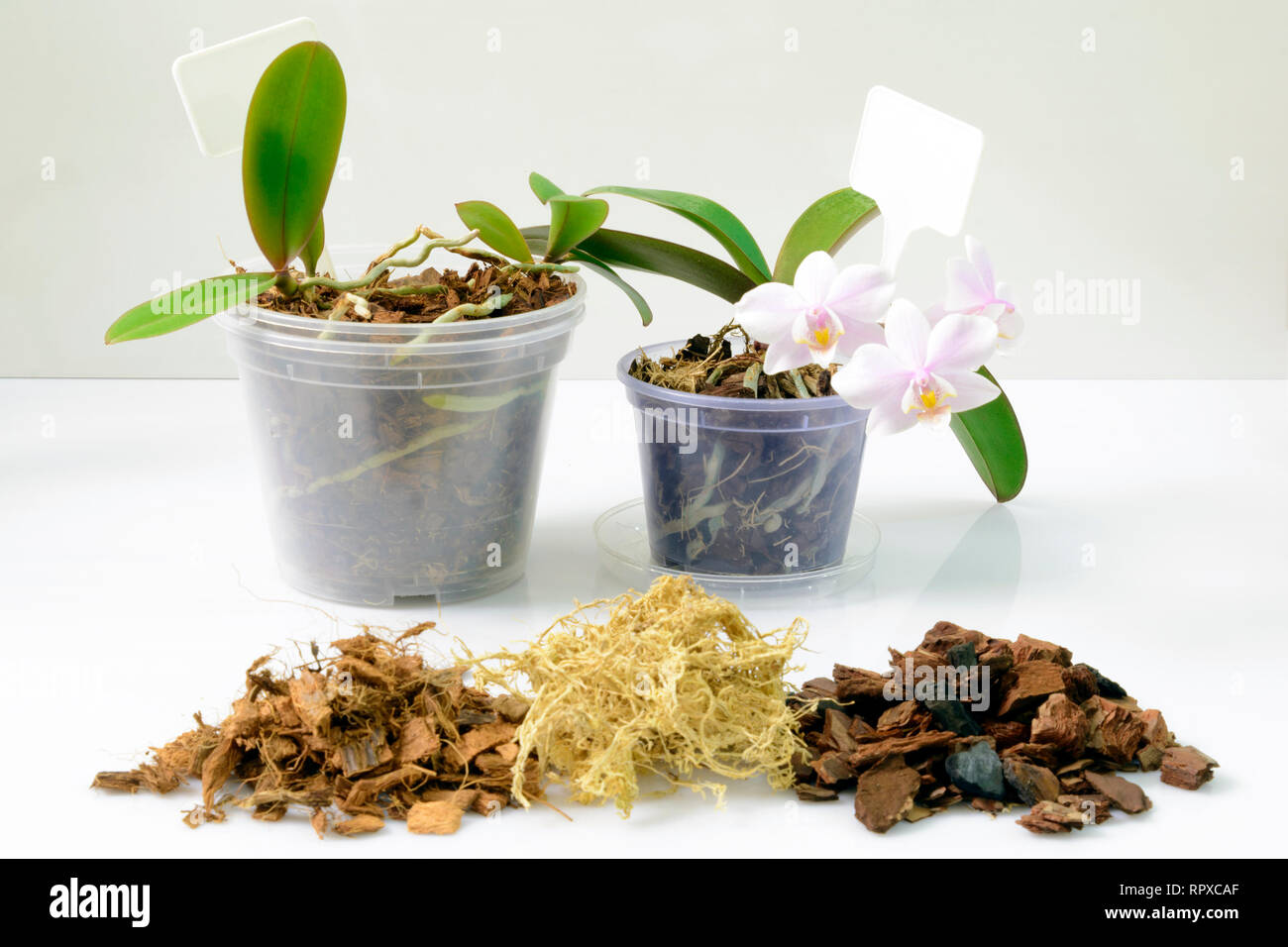 Anbau von Orchideen zu Hause. Boden- und Substrat für sall baby Orchideen, Kleine junge Pflanzen, Weiterzucht in Töpfe Stockfoto