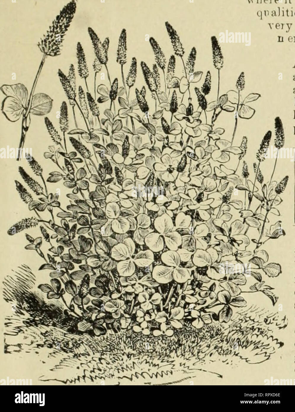 . Alexander Droge und Seed Co. Der jährliche beschreibende und illustrierte Katalog. 3 Ich für Herbst Frühling Pflanzen bei folgenden Preise': 25c. pro 100; 1 $ 50 pro 1.000. Wenn eent per E-Mail hinzufügen 5 c pro 100 Porto. Jährliche Crimson Clore - [Trijolivm Incarnatum) - gemeinhin als Fcarlet Clover Clover, Italienisch, Deutsch. Es ist creatu g extendvd günstigen coininent von jedem Teil des Landes, wo es tTied wurde, auf Grund seiner vielen wertvollen Qualitäten. Frcm unsere cwn Kne wledge Wir halten es für sehr großen Wert auf unsere Betriebe, und ernstlich Recom-n Ende, dass es generell gepflanzt werden. Nähen Sie auf Stockfoto