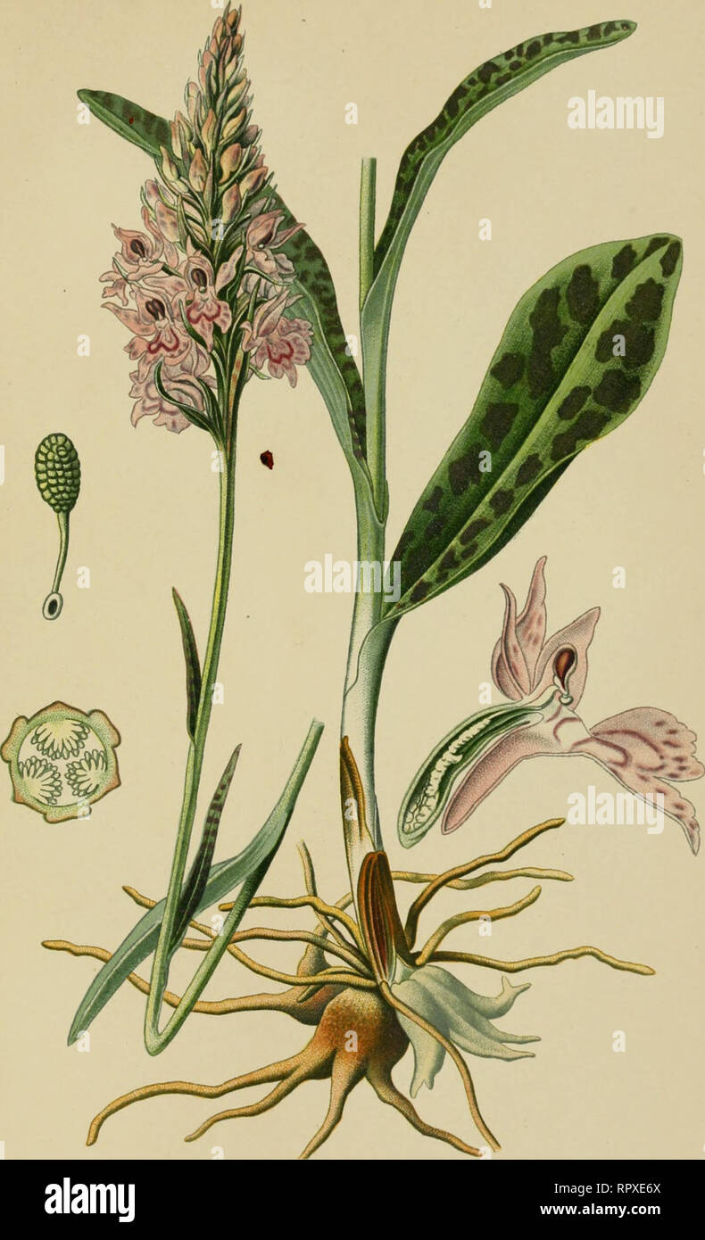 . Album des orchidées de l'Europe centrale et septentrionale. PI. XLIII. Orrfiis tacheté. Orchis maculata, L. fîcflt 'c/CFI". s Kiii/Hi'n/&gt; riiiil. Weltweite Kirche Gottes Originalseite: f/t' / () ichis. Kf'jjioiis boisrcs cl iitiinUiiillOllscs de Initie 1 | -". Ili-o | (. M. II - iiiill.'l .. Bitte beachten Sie, dass diese Bilder sind von der gescannten Seite Bilder, die digital für die Lesbarkeit verbessert haben mögen - Färbung und Aussehen dieser Abbildungen können nicht perfekt dem Original ähneln. extrahiert. Correvon, Henry, 1854-1939. Genève, Librairie Georg Stockfoto