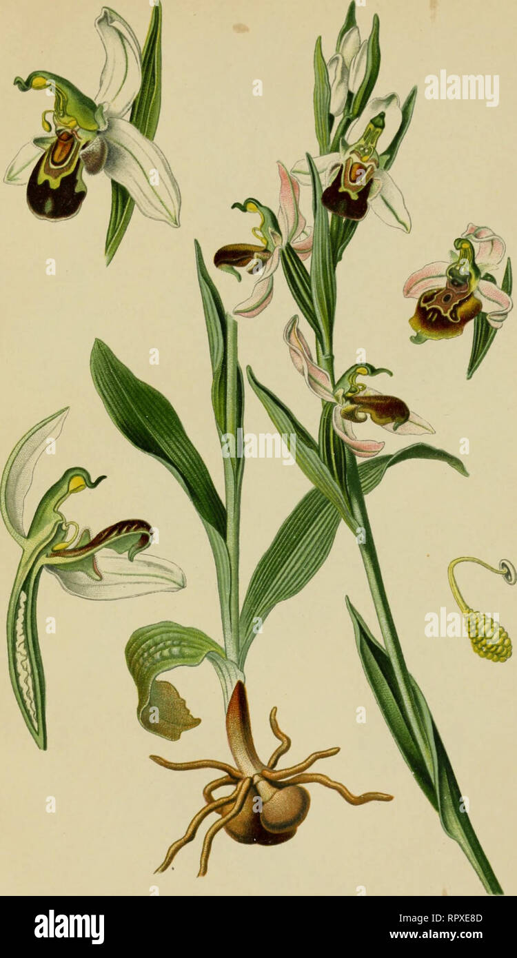 . Album des orchidées de l'Europe centrale et septentrionale. PI. XXXIII. Ophrys Abeille. Ophrys apifera, Huds. Bienentrnçrendc Ra^ Wurz. Biene Orcliis. Europa cenlrale, mùrirlioiiale et Orientale, dans les pentes Sèches et gazonuéc Mai-Juillet.. Bitte beachten Sie, dass diese Bilder sind von der gescannten Seite Bilder, die digital für die Lesbarkeit verbessert haben mögen - Färbung und Aussehen dieser Abbildungen können nicht perfekt dem Original ähneln. extrahiert. Correvon, Henry, 1854-1939. Genève, Librairie Georg Stockfoto