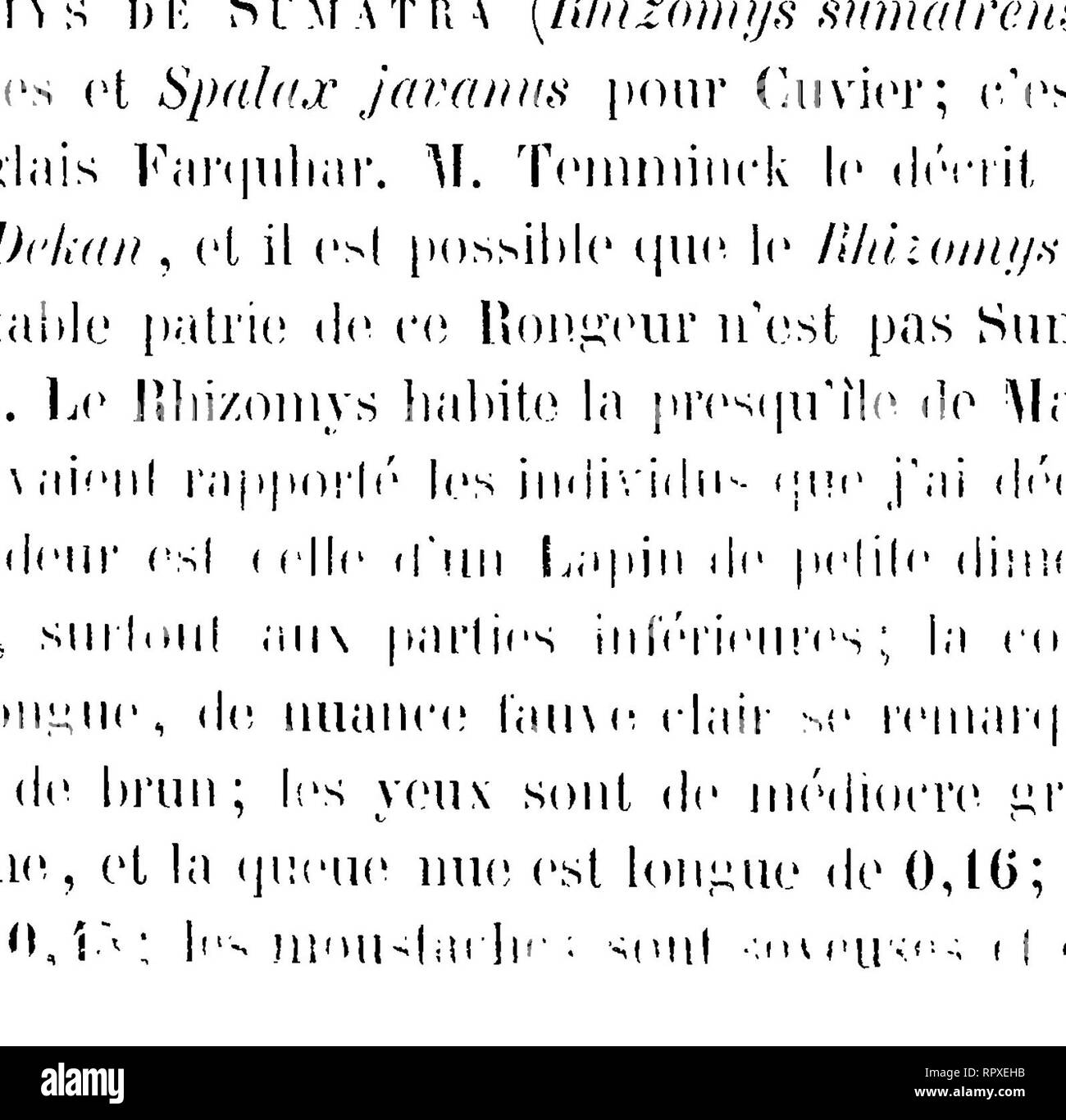 . Histoire Naturelle des mammifères, avec l'Angabe de Leurs, moeurs et de leurs Mehrfachrapport avec les Arts, le Commerce et l'agriculture;. Säugetiere. ;: ".-&- lt;.-^&AMP;St" "Le Rhizomys Nyetoelepte habite ou Les forets de Bambous presque impénétrable * que l'auf Rencontre dans la presqu'île de Malakka; Il se nourrit Les Jeunes pousses de cette plante et Il eu Räude aussi les Racines; Il se Creuse des retraites souterraines dont Il ne Art que la nuit, M. Uodgson zitieren un au Rhizomys Népaul. Le Mus talpinus de Pallas, qui est un Animal de la Russie méridionale, paraît se Rap - prochre à-c Stockfoto