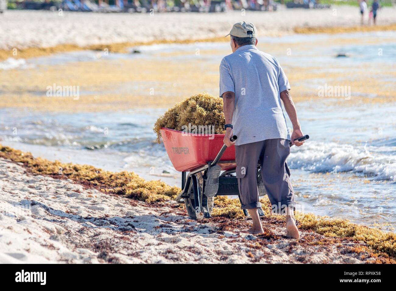 Mexikanische männlichen Arbeitnehmer Ziehen einer wheel Barrow voller problem Sargassum Algen, als Er reinigt ein Strand an der karibischen Küste in Mexiko. Stockfoto