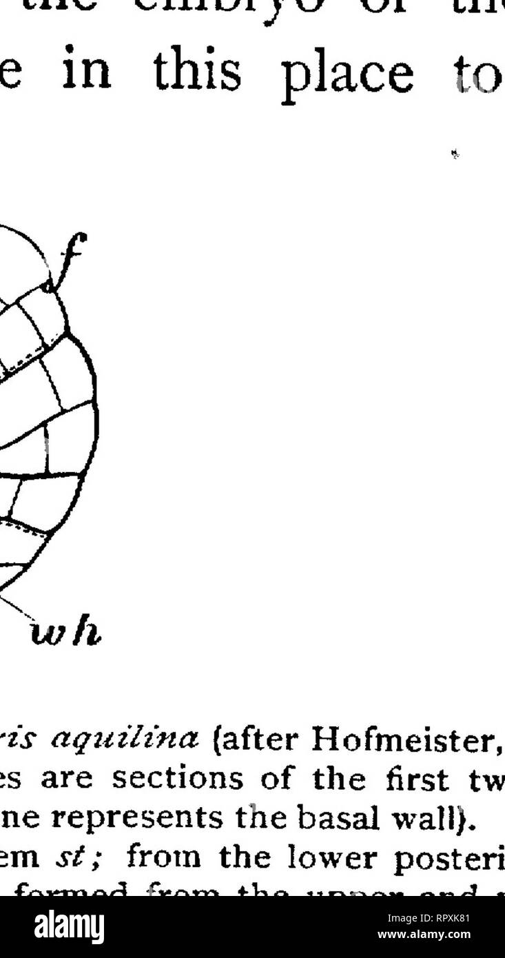 . Lehrbuch der Botanik, morphologischen und physiologischen. Botanik. FlG. 297.- Adiantutn Capillus-Veneris; vertikale längs VlG.-z&amp;. - adiantum Capillus-Veneris; die pro-Abschnitt durch die prothallium pp und die jungen Fern E; Thallium pp gesehen von unten mit der jungen Fern k root - Haare, ein archegonia Der prothallium, b das erste Blatt, die zu ihm angebracht; b seinen ersten Blatt;-wf w" seine erste und 7 v Die erste Wurzel der jungen Pflanze (X 10). zweite Wurzeln; h root-Haare Der prothallium (x 30). Die reife Farn ist in einigen Hymenophyllacese, eine kleine zarte Pflanze, nicht viel exceedi Stockfoto