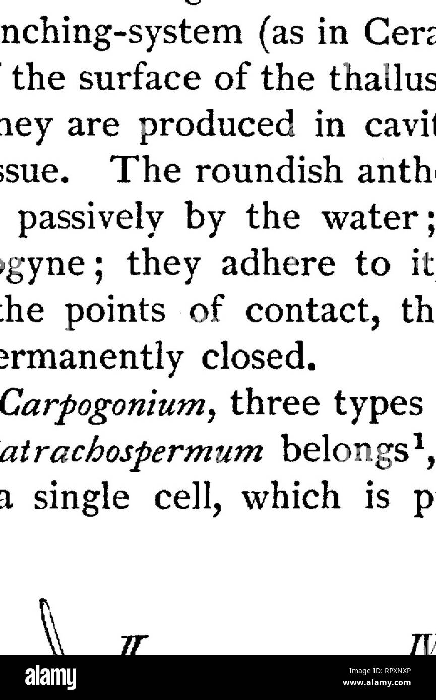 . Lehrbuch der Botanik, morphologischen und physiologischen. Botanik. Abb. xZ ^.- Herpotkamnion. kermaphroditum. Ein Zweig mit einem carpogoniumy und eine antheridium ein. B die Reife cystocarp nach der Befruchtung (nach Niigeli). (Abb. 190) Die carpogonium ist auch vielzelligen, und es ist von seiner zentralen Zelle, die Sporen entwickelt werden, während die äusseren Zellen heraus wachsen in Filamente einen geschlossenen Formen. Bitte beachten Sie, dass diese Bilder aus gescannten Seite Bilder, die digital für die Lesbarkeit verbessert haben mögen - Färbung und Aussehen dieser Abbildungen können nicht Perfekt th ähneln extrahiert werden Stockfoto