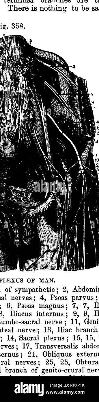 . Die vergleichende Anatomie der domestizierten Tiere. Veterinär Anatomie. Nerven AN DER POSTERIOREN ASPEKT DES MENSCHLICHEN BEIN." 1 , poplitealen Arterien; 2, Große Ischiasnerv; 3, Adductor Magnus; 4, Bizeps; 5, Superior interne Gelenkknorpel Arterie; 6, Externe pop-liteal Nerv; 7, Gastrocnemius, geschnitten; 8, Anterior tibial Artery; 9, Sehne von semi-membranosus; 10, Peroneus longus; 11 Sural Arterien und Nerven; 12, Peronaeus Arterie; 13, Intern Poplitea. Nerv; 14, Tibialis posticus; 15, Teil der Soleus; 16, Peroneus brevis; 17, 18; Popliteus, Flexor longus Pollicis 19, Tibialis posterior; 20, Ca Stockfoto