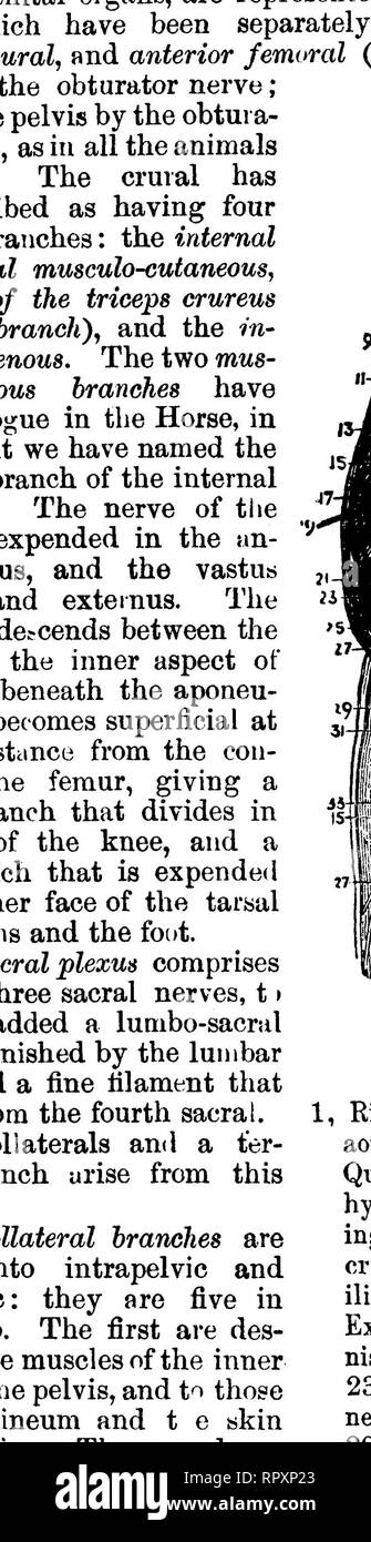 . Die vergleichende Anatomie der domestizierten Tiere. Veterinär Anatomie. 780 DIE NERVEN. Fiff. 359. Fior. 360.. Nerven AN DER POSTERIOREN ASPEKT DES MENSCHLICHEN BEIN." 1 , poplitealen Arterien; 2, Große Ischiasnerv; 3, Adductor Magnus; 4, Bizeps; 5, Superior interne Gelenkknorpel Arterie; 6, Externe pop-liteal Nerv; 7, Gastrocnemius, geschnitten; 8, Anterior tibial Artery; 9, Sehne von semi-membranosus; 10, Peroneus longus; 11 Sural Arterien und Nerven; 12, Peronaeus Arterie; 13, Intern Poplitea. Nerv; 14, Tibialis posticus; 15, Teil der Soleus; 16, Peroneus brevis; 17, 18; Popliteus, Flexor longus Polli Stockfoto