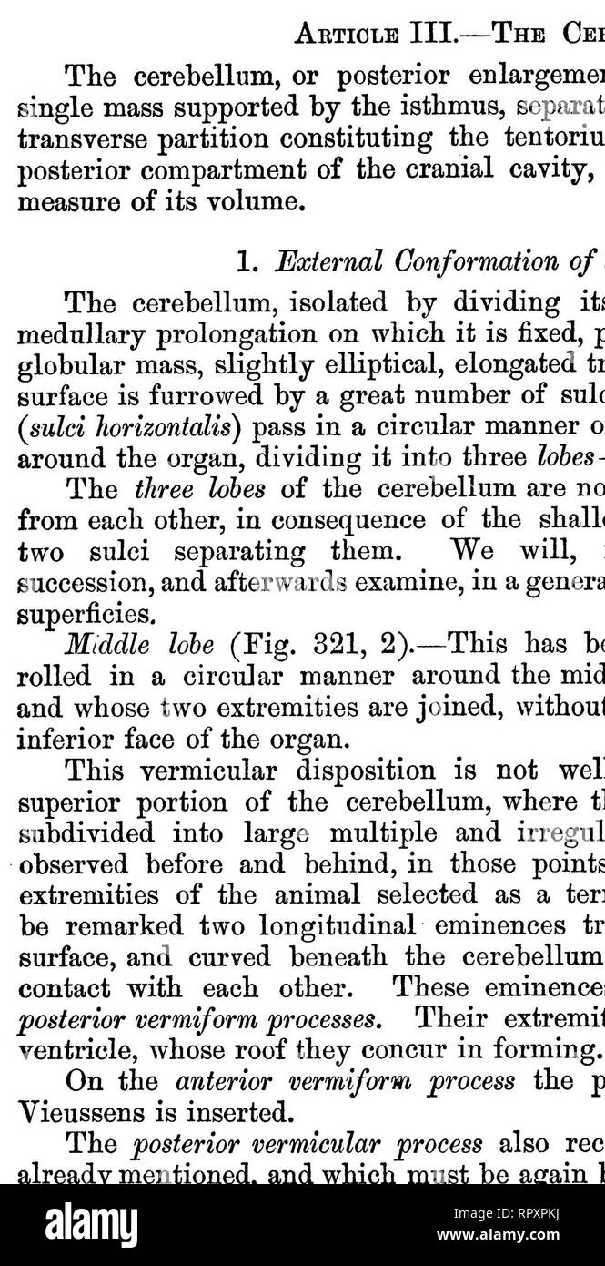 . Die vergleichende Anatomie der domestizierten Tiere. Veterinär Anatomie. T-STÜCK CEBEBELLUM. 687 posterioren vermiform Process; eine minderwertige Gesicht, beschlagene in einigen Punkten mit kleinen vaskuläre Loops; eine Basis an der vermis, in der Nähe der Freien Extremität, die Prominenz und die seitlichen Teile; zwei seitliche Grenzen, angeschlossen an den Corpora restiformia auf jeder Seite des Calamus scriptorius; und ein Gipfel entsprechend der Rückzugswinkel der Ausgrabung. Diese lamina ist, zweifellos, nichts mehr als ein Septum durch den externen Pia mater gebildet, und auf denen ist die innere Membran, cov erweitert Stockfoto