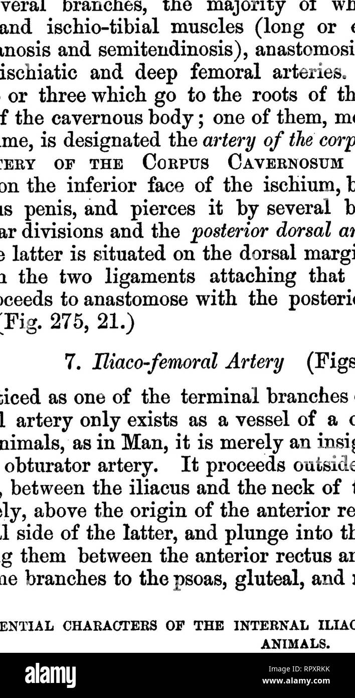 . Die vergleichende Anatomie der domestizierten Tiere. Veterinär Anatomie. 544 Die ABTEBIES. 2. Iliaca Arterien der Abb. Zwei singi © Branchen, mit Ursprung eine über der anderen, von der Extremität der Aorta auftreten, zwischen zwei tlie iliaca Arterien; man teilt fast gleichzeitig in zwei seitenzweige, die rechts und links bene ath den Iliacus, und sind die Vertreter der Iliaco-muskulären Arterien des Pferdes; die andere, oder sacra Medien, in der mittleren Zeile platziert, fährt rückwärts auf dem tig. Z7b. Minderwertige Gesicht des Os sacrum, und Con-Institute die Coccygeal Stockfoto