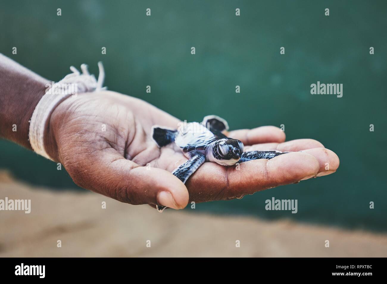 Rettung von einen Tag alt Grüne Schildkröte. Die menschliche Hand, die neugeborenen Schildkröte in der Brüterei in Sri Lanka. Stockfoto