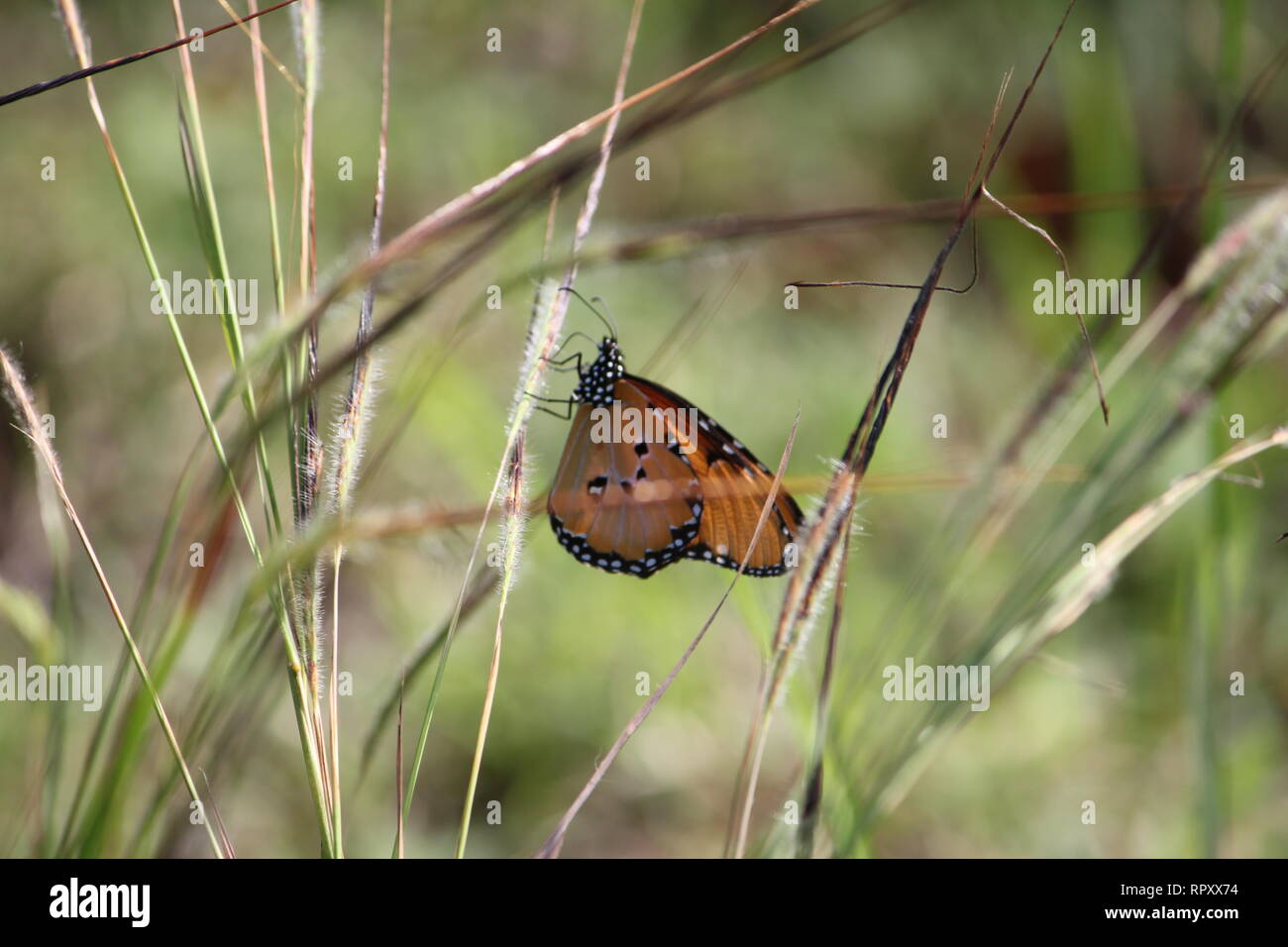 Afrikanischer Monarch (Danaus chrysippus) in den Küstenregionen Bush von Kaya Kinondo, Kenia Stockfoto
