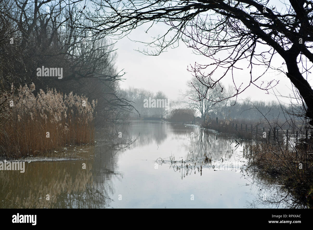 Ast Buche Behälter Wasser Management Stockfoto