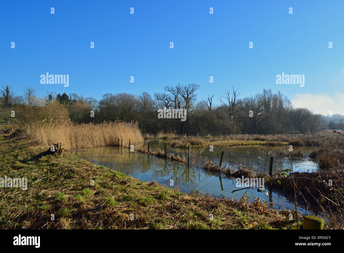Ast Buche Behälter Wasser Management Stockfoto