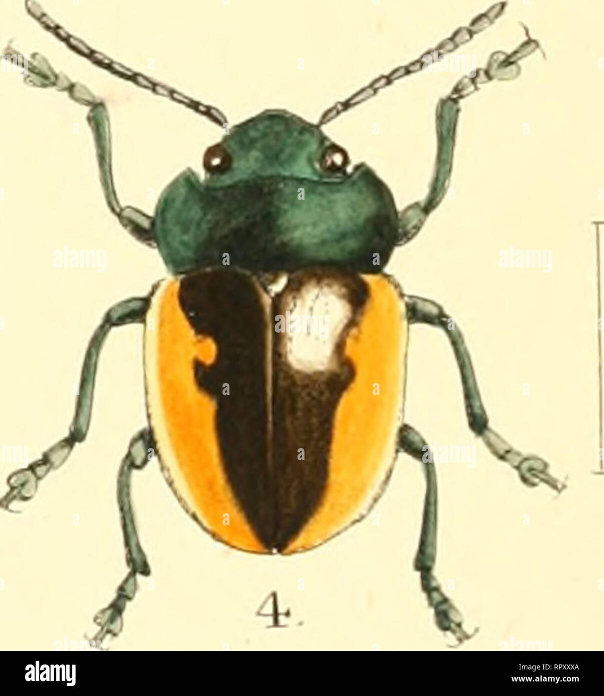 . Beihilfen für die Identifizierung von Insekten. Insekten. 1 Mouhotia