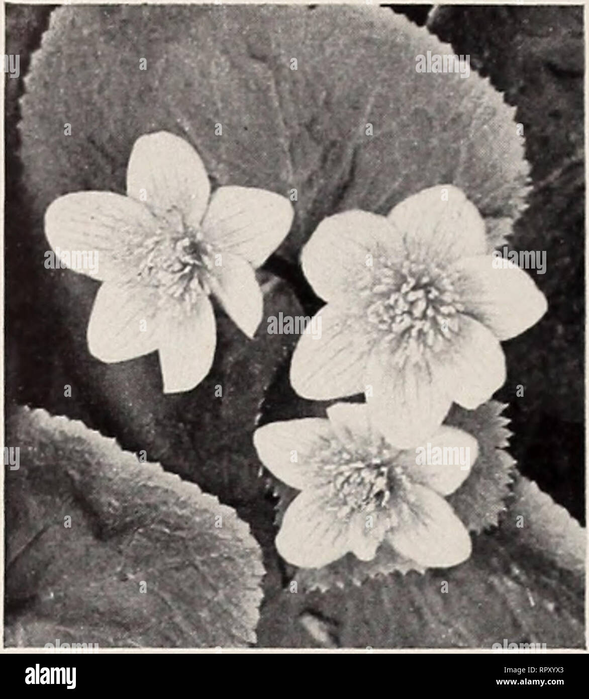 Wildblumen Farne Obst Und Beerenpflanzen Aiken Krauter Straucher