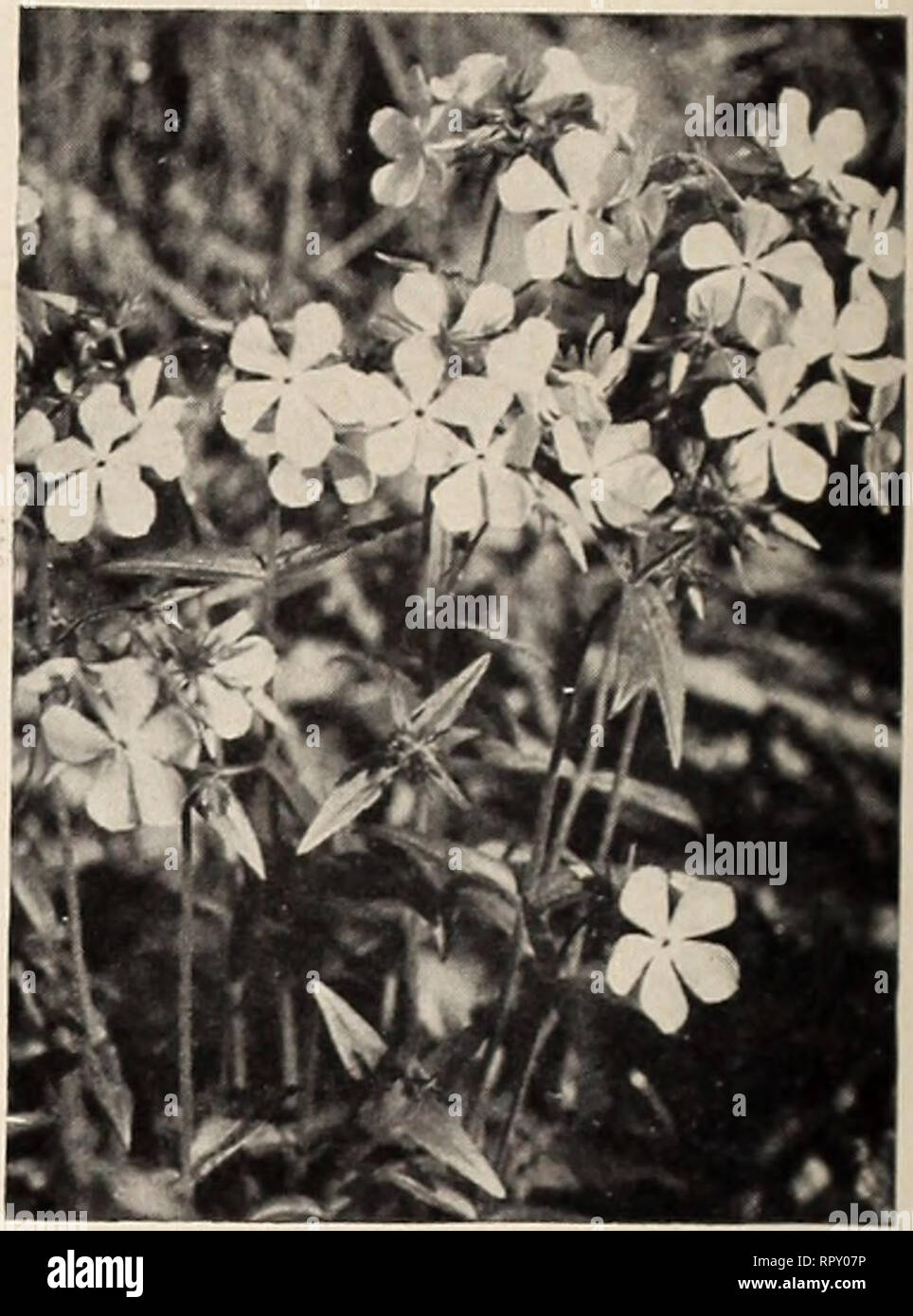 . Der Aiken Baumschulen: National für Wildblumen bekannt. Pflanzen, Bäume Vermont Vermont Kataloge Kataloge; wilde Blumen Vermont Kataloge; Baumschulen Vermont Kataloge; Gemüse; Gartenbau Vermont Vermont Kataloge Kataloge. Seite 8 DER AIKEN BAUMSCHULEN, Putney, Vermont rAKTKII) (; HBHKK' ich. MUche/La refivtis. ): Auy, trailing Weinstock mit sliiiiy, roun< J grüne Blätter anJ duftenden rosa und weißen Blüten im Juni. Weihnachten - rccI Beeren erscheinen im Spätsommer und im letzten Winter. Die beste Anlage für die ter-rariums. Wir verwendeten zu füllen und verkaufen Partridgcberry Schalen, die von den tausend an Weihnachten Stockfoto