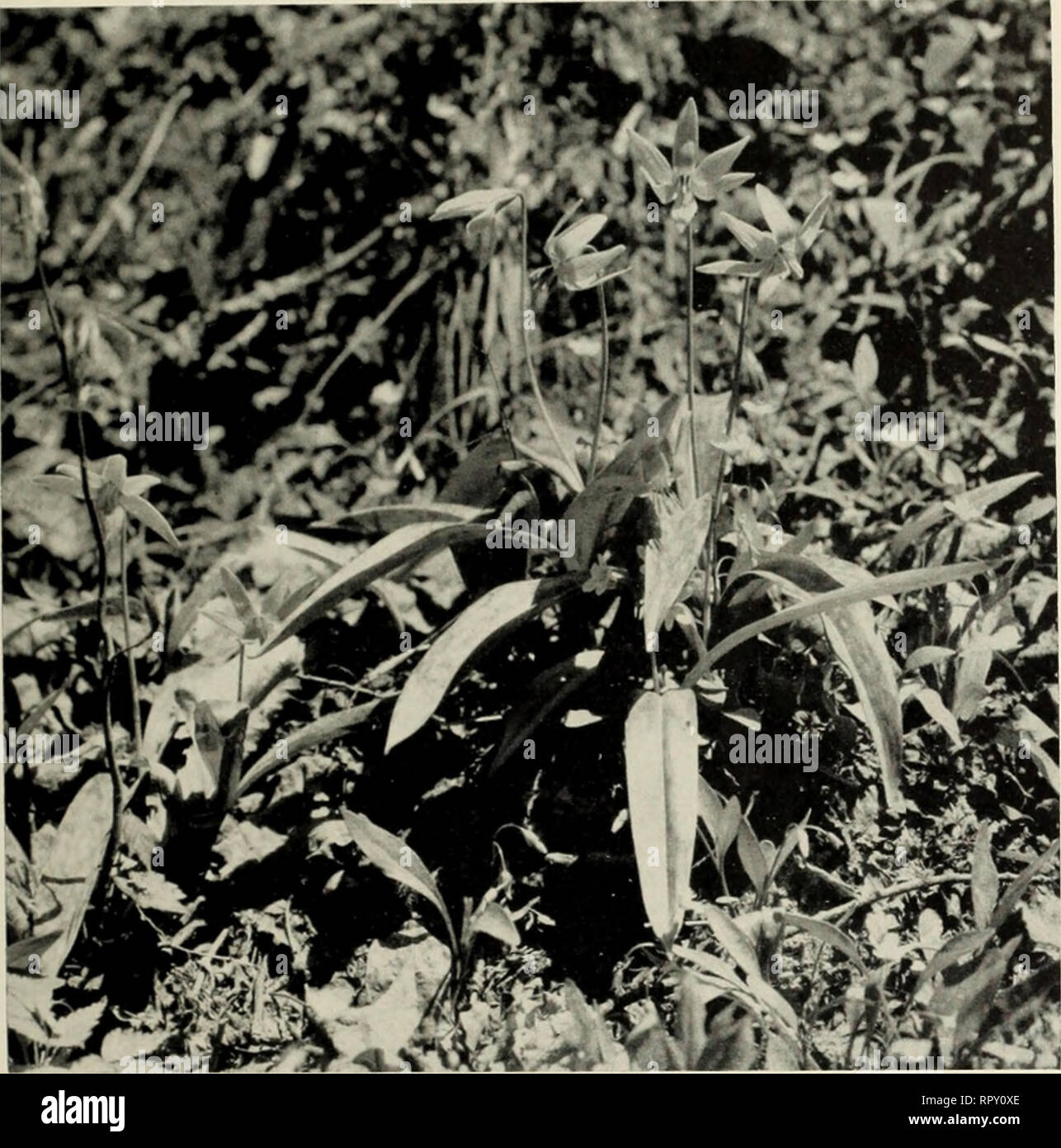 . Der Aiken Baumschulen. Pflanzen, Bäume Vermont Vermont Kataloge Kataloge; wilde Blumen Vermont Kataloge; Baumschulen Vermont Kataloge; Gemüse; Gartenbau Vermont Vermont Kataloge Kataloge. Der Aiken Baumschulen, Putney, Vermont auf Seite 19. ERVTHRONIUM BIN. GALAX, Galax Aphylla. Wertvolle als Bodendecker unter Rhododendren und Lorbeer. Glänzenden, ledrigen Blätter. Weiße Blüten auf 1-Fuß-Spitzen im Juni. Immergrün. Verbreitet sich schnell. Erfordert die sauren Böden und Schatten. CHECCURBERRY oder W 1 NTERGREEN, Gallien - Iheria procumbens. Ein nachgestelltes Anlage mit glänzender grüne Blätter und wächserne weiße, glockenförmigen Blüten f Stockfoto