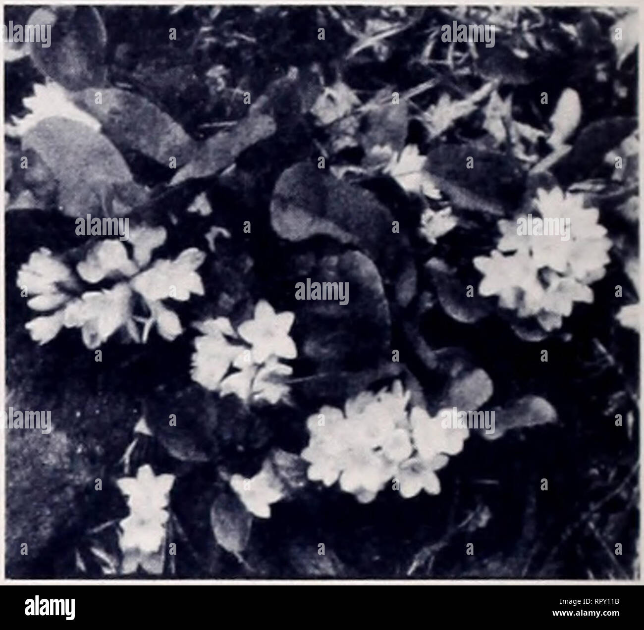 . Der Aiken Baumschulen. Pflanzen, Bäume Vermont Vermont Kataloge Kataloge; wilde Blumen Vermont Kataloge; Baumschulen Vermont Kataloge; Gemüse; Gartenbau Vermont Vermont Kataloge Kataloge. SHARPI. OBE LEBERBLÜMCHEN. TRAILING ARBUTUS GALAX, Galax Aphylla. Wertvolle als Bodendecker unter Rhododendren und Lorbeer. Lus-trous, ledrigen Blätter. Weiß blossomB auf 1-Fuß-Spitzen im Juni. Immergrün, verbreitet sich schnell. Erfordert die sauren Böden und Schatten. CHECCURBERRY oder WINTERBERRY, Gallien - theria liegend. Ein nachgestelltes Anlage mit glänzender grüne Blätter und wächserne weiße glockenförmigen Blüten im Herbst gefolgt von Stockfoto