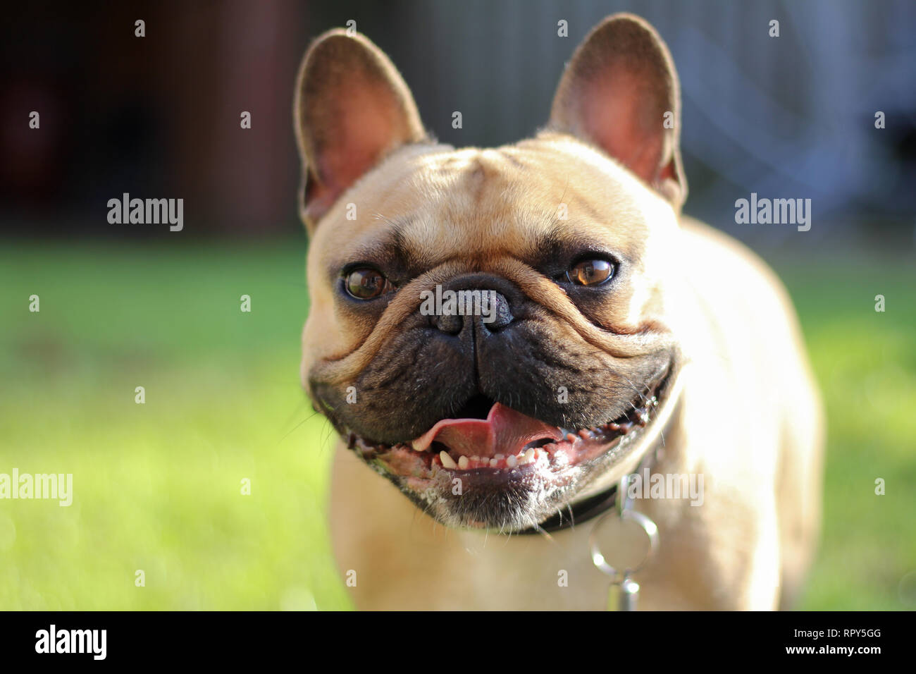 Gluckliche Gesunde Franzosische Bulldogge Im Garten Mit Blick Auf Die Zunge Heraus Kamera Stockfotografie Alamy