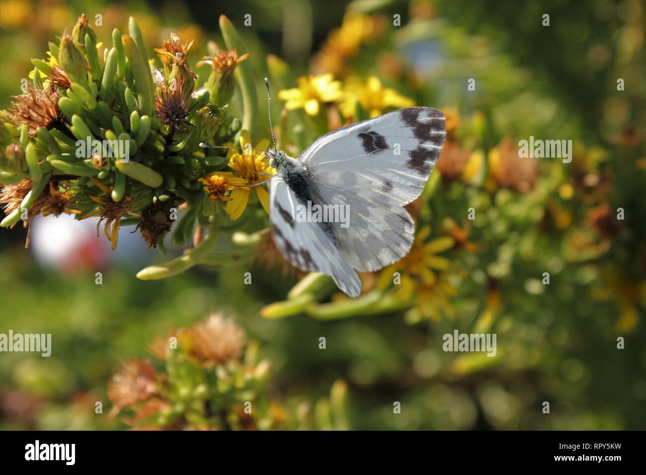 Pontia daplidice Badewanne Weiß (), Besuch von garrigue Vegetation in der Nähe von Marfa, Malta Stockfoto