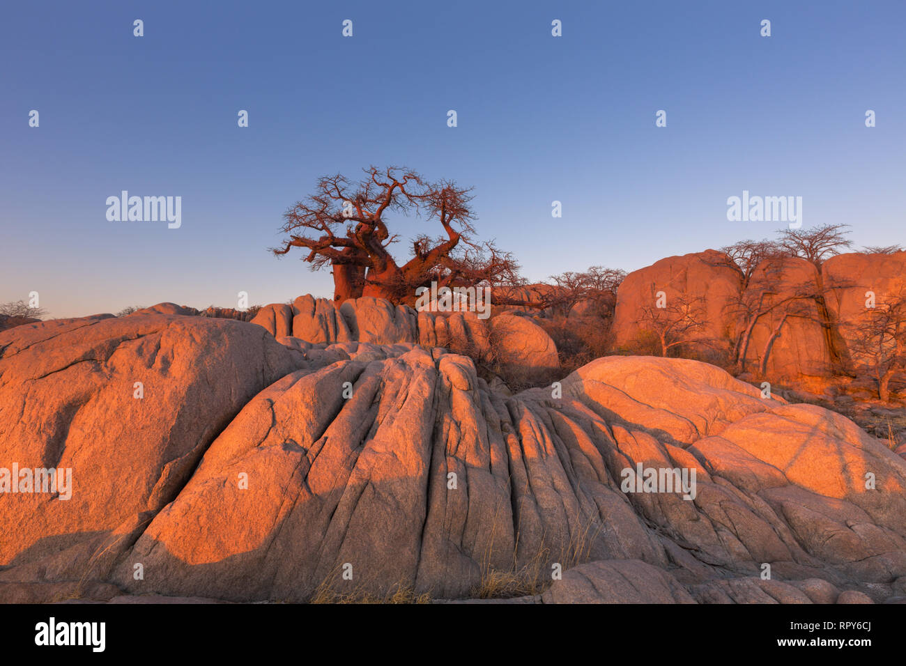 Baobab und Felsen im Morgenlicht Stockfoto