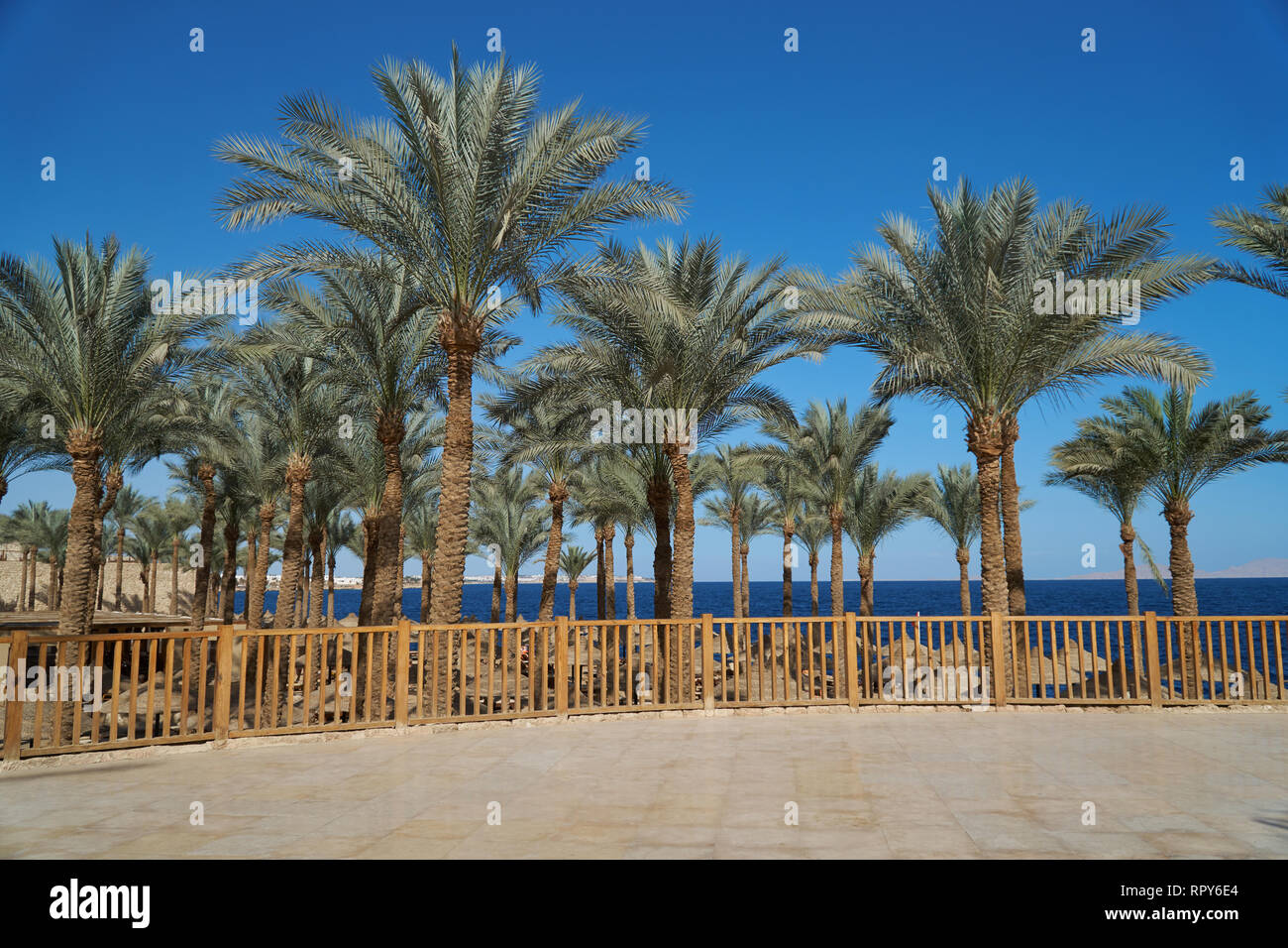 Sommer Palmen auf der Uferpromenade in Hotel im Freien mit Blick auf das Rote Meer, Travel Concept in Ägypten Stockfoto Sommer Palmen auf der Uferpromenade in Hotel im Freien mit Blick auf das Rote Meer, Travel Concept in Ägypten Stockfoto