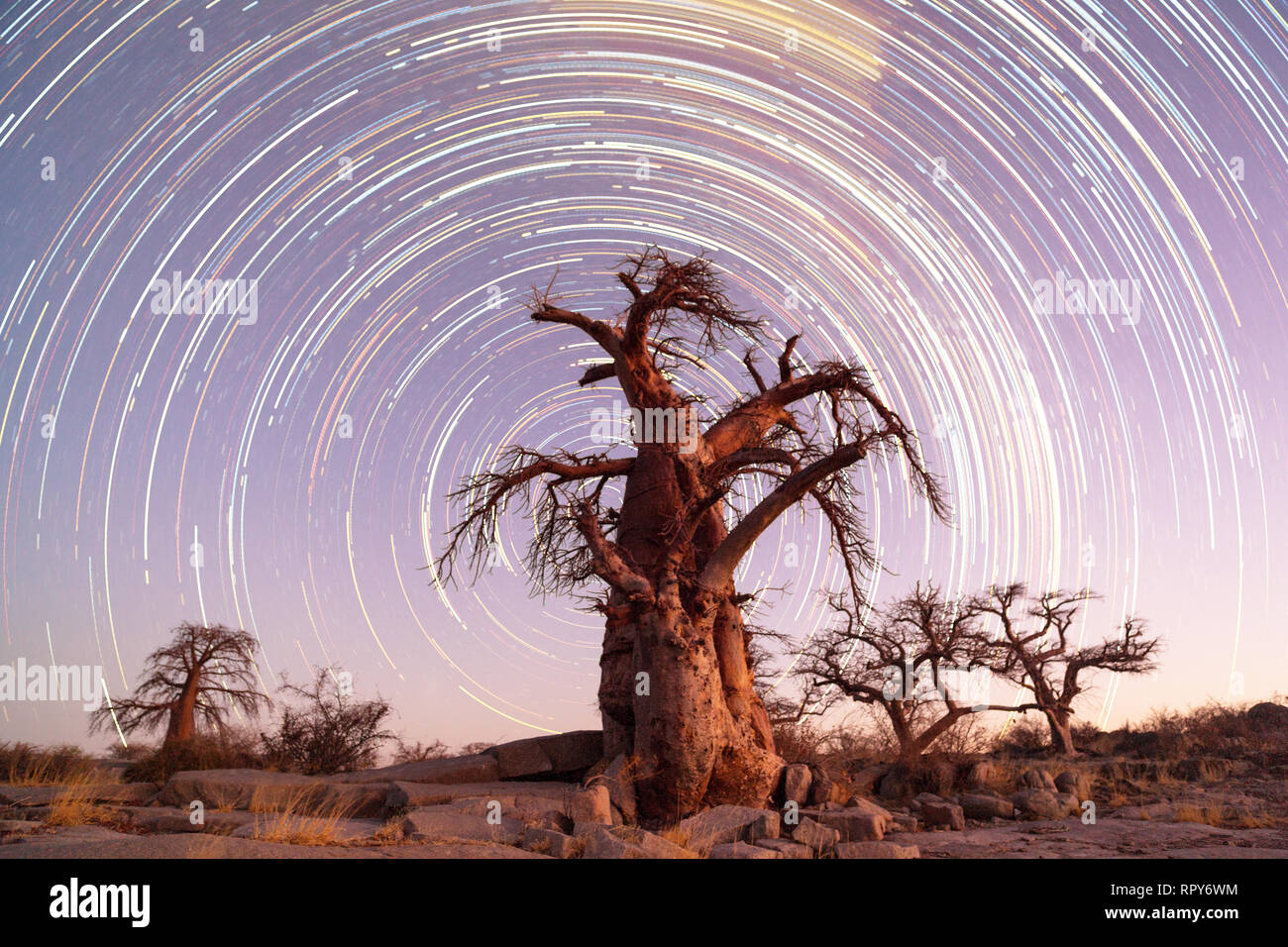 Startrail und ein Baobab Stockfoto