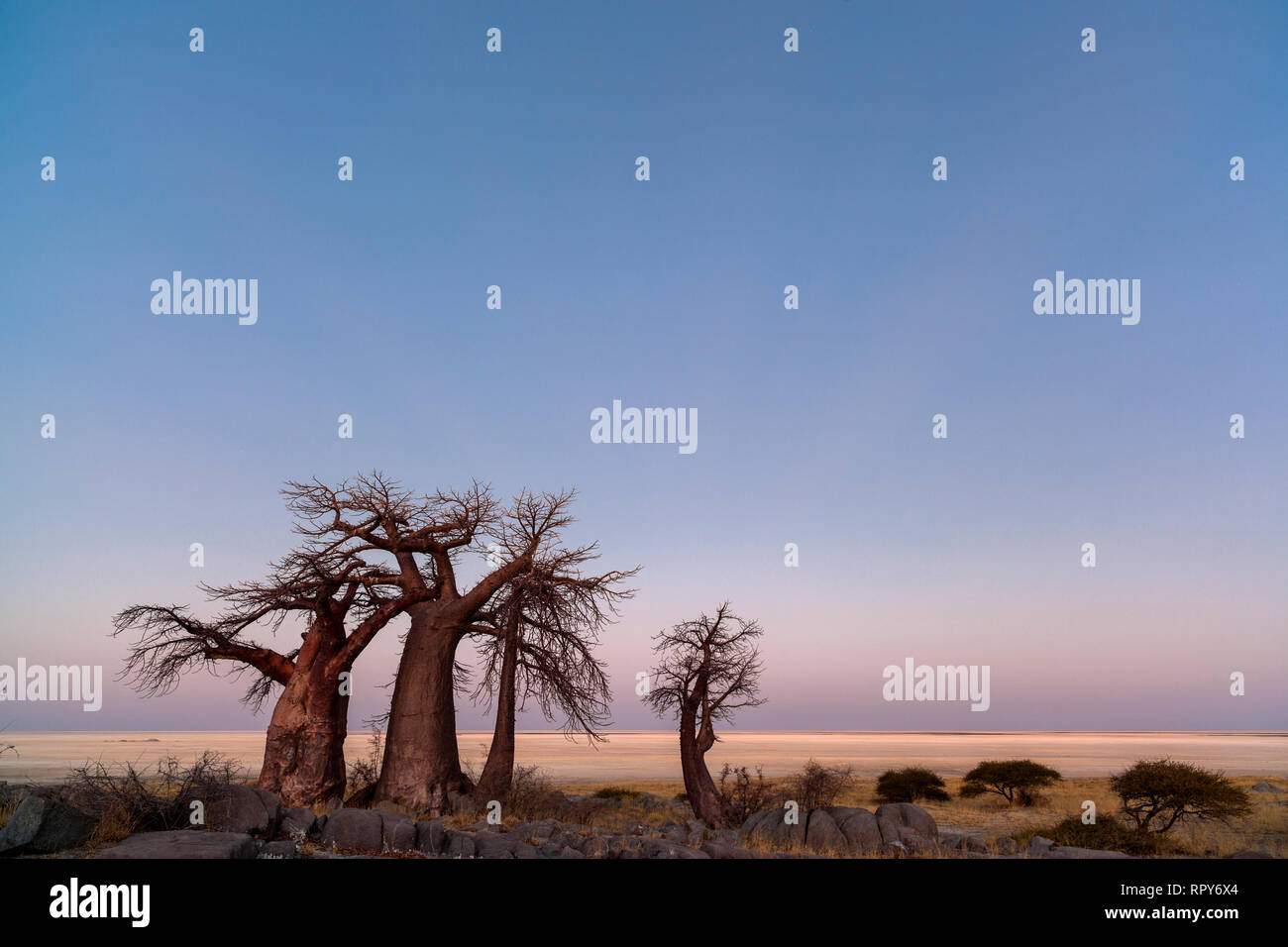 Baobabs in der Dämmerung Stockfoto