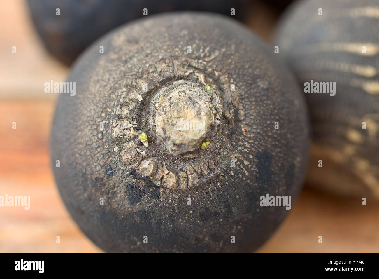 Raw schwarzem Rettich Stockfoto