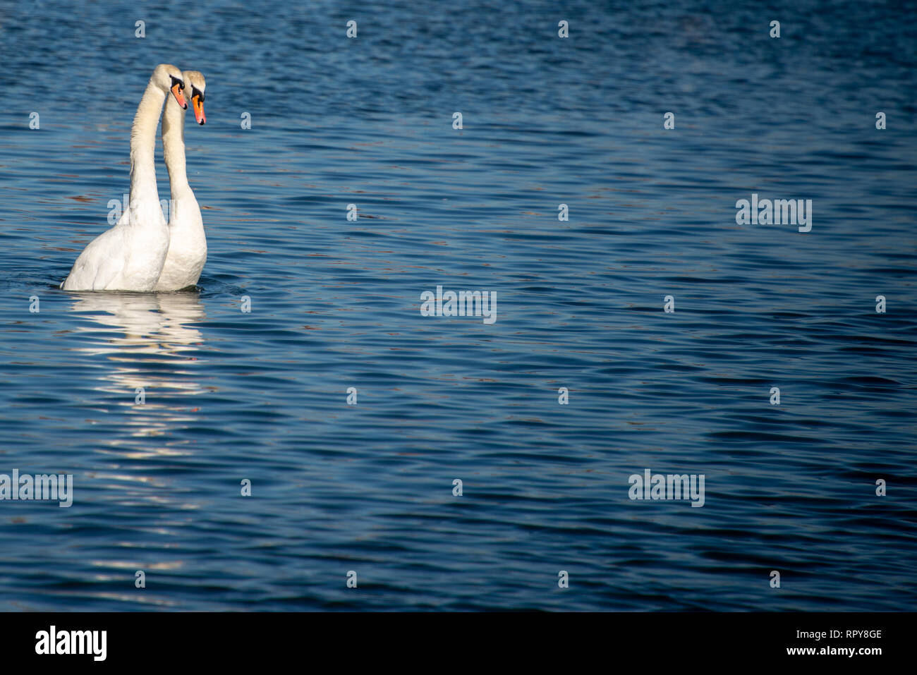 Paar schöne weiße Schwäne mit eleganten Hals Aufzucht aus tiefblauen Wasser in Synchronisierung mit Platz für Überschrift Stockfoto