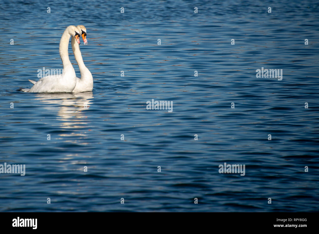 Paar schöne weiße Schwäne mit eleganten Hals zusammen schwimmen im tiefen blauen Wasser mit Platz für Überschrift Stockfoto
