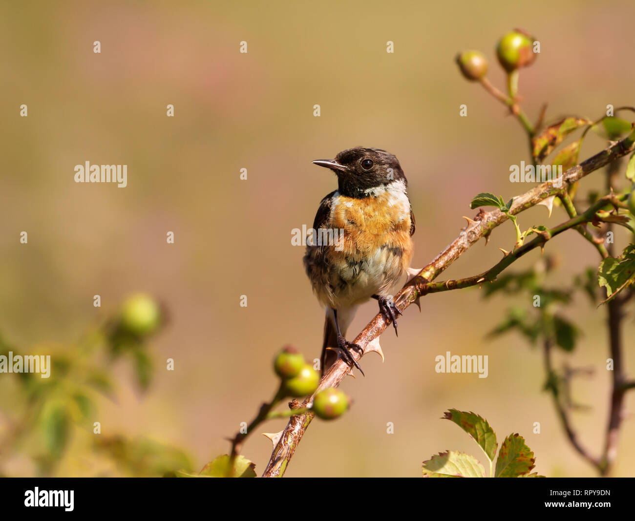 Juvenile Europäische Schwarzkehlchen hocken auf einem Rosenbusch, UK. Stockfoto