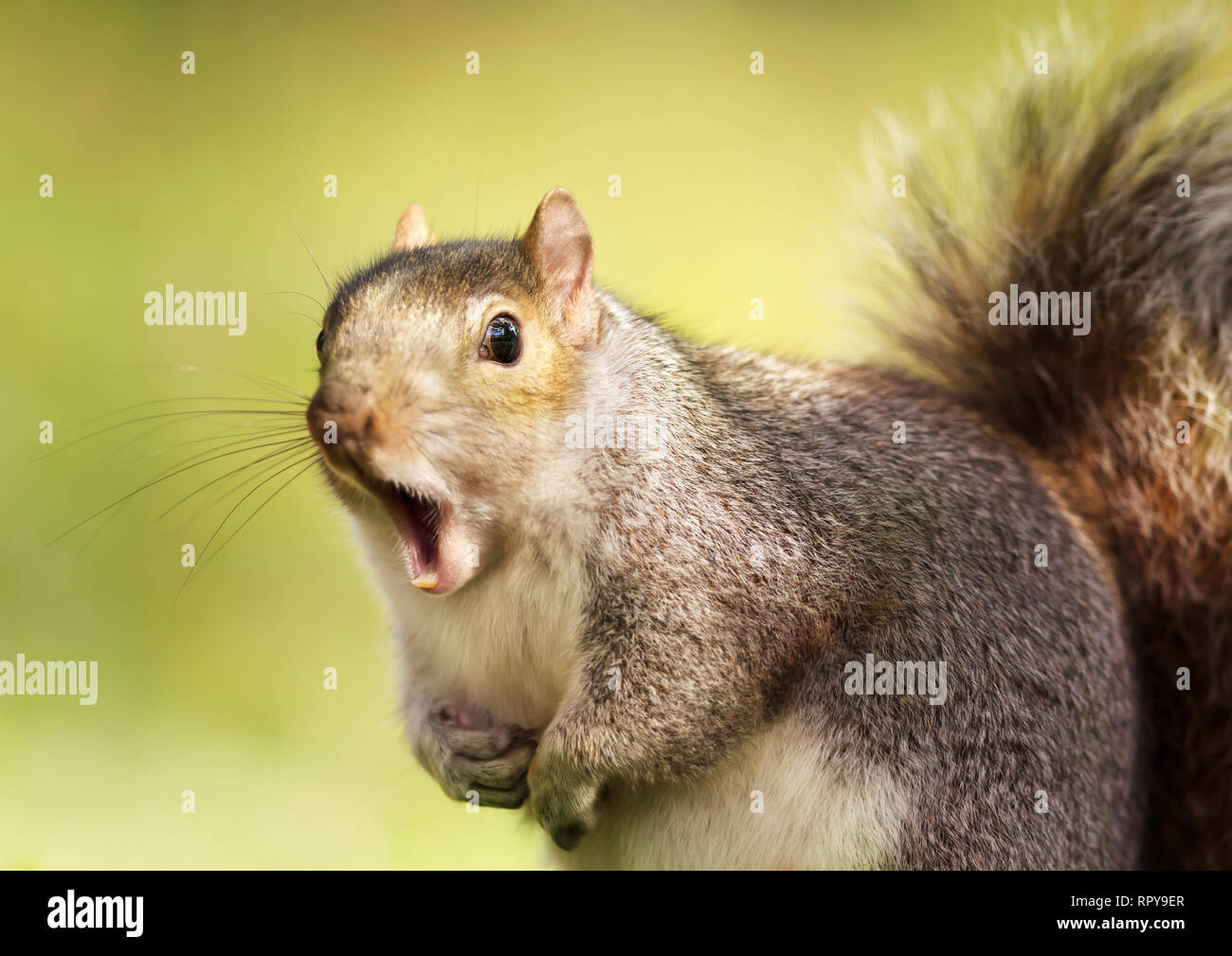 Nahaufnahme von einem grauen Eichhörnchen gähnen, Großbritannien. Stockfoto