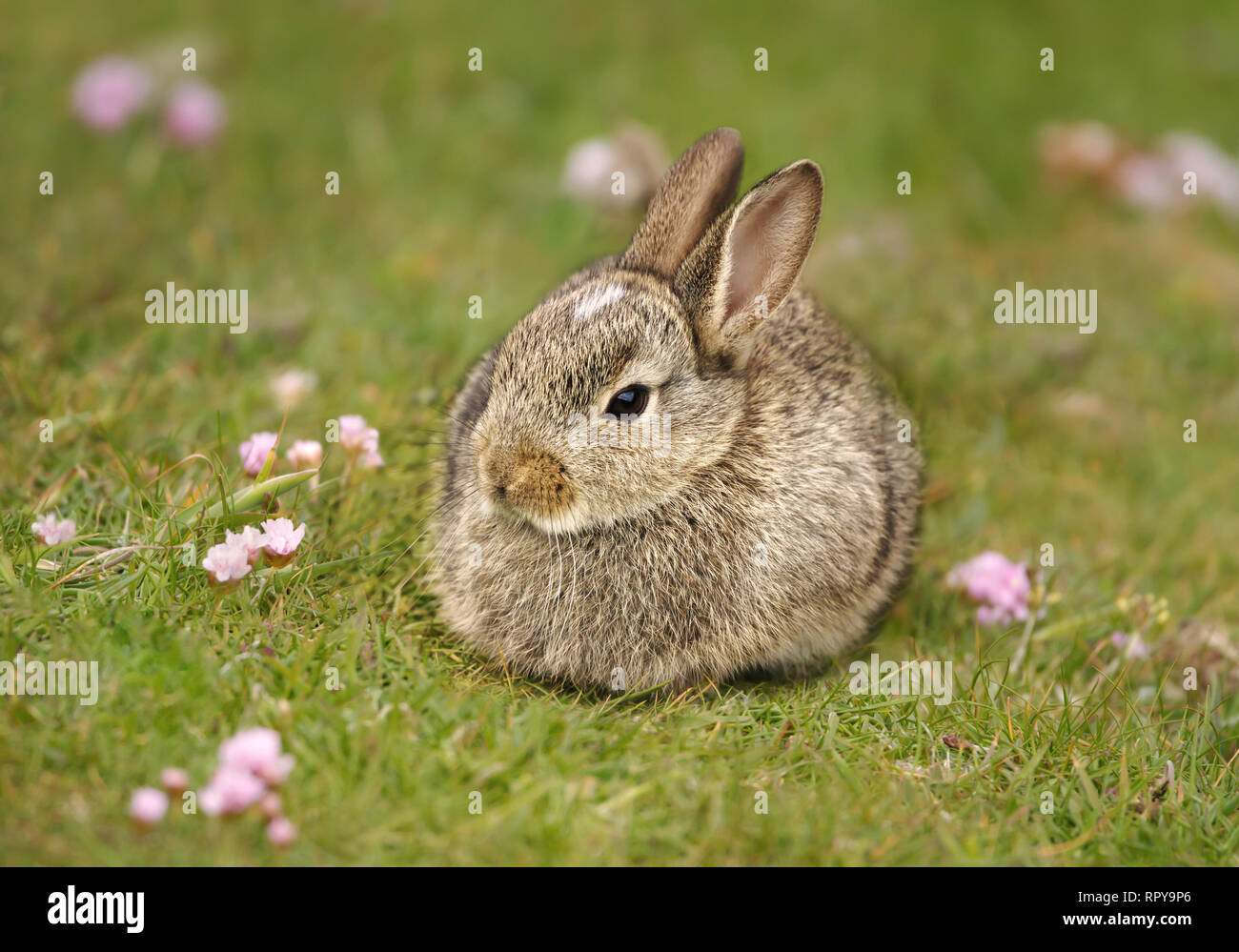 Nahaufnahme von einem niedlichen Europäischen Kaninchen in Gras, UK. Stockfoto