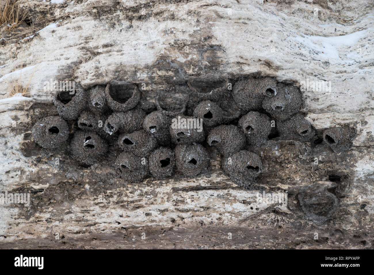 Leere Nester in einer Felswand eingebettet im Winter 2019 im Yellowstone National Park schlucken Stockfoto