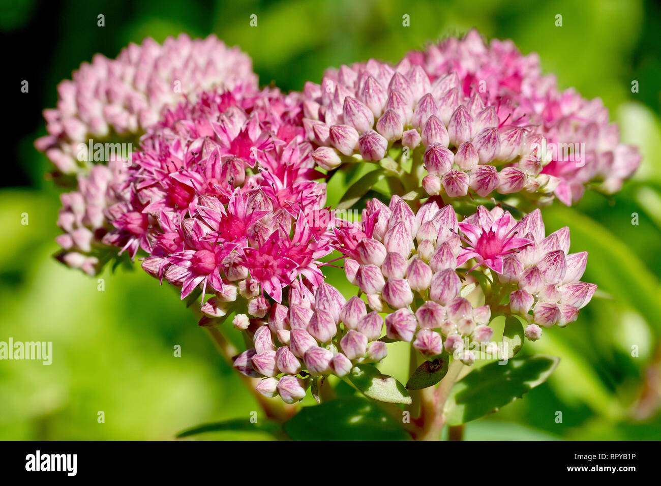 Orpine oder Lebenslanger (Sedum telephium), Nahaufnahme einer Blüte, Blüten und Knospen. Stockfoto