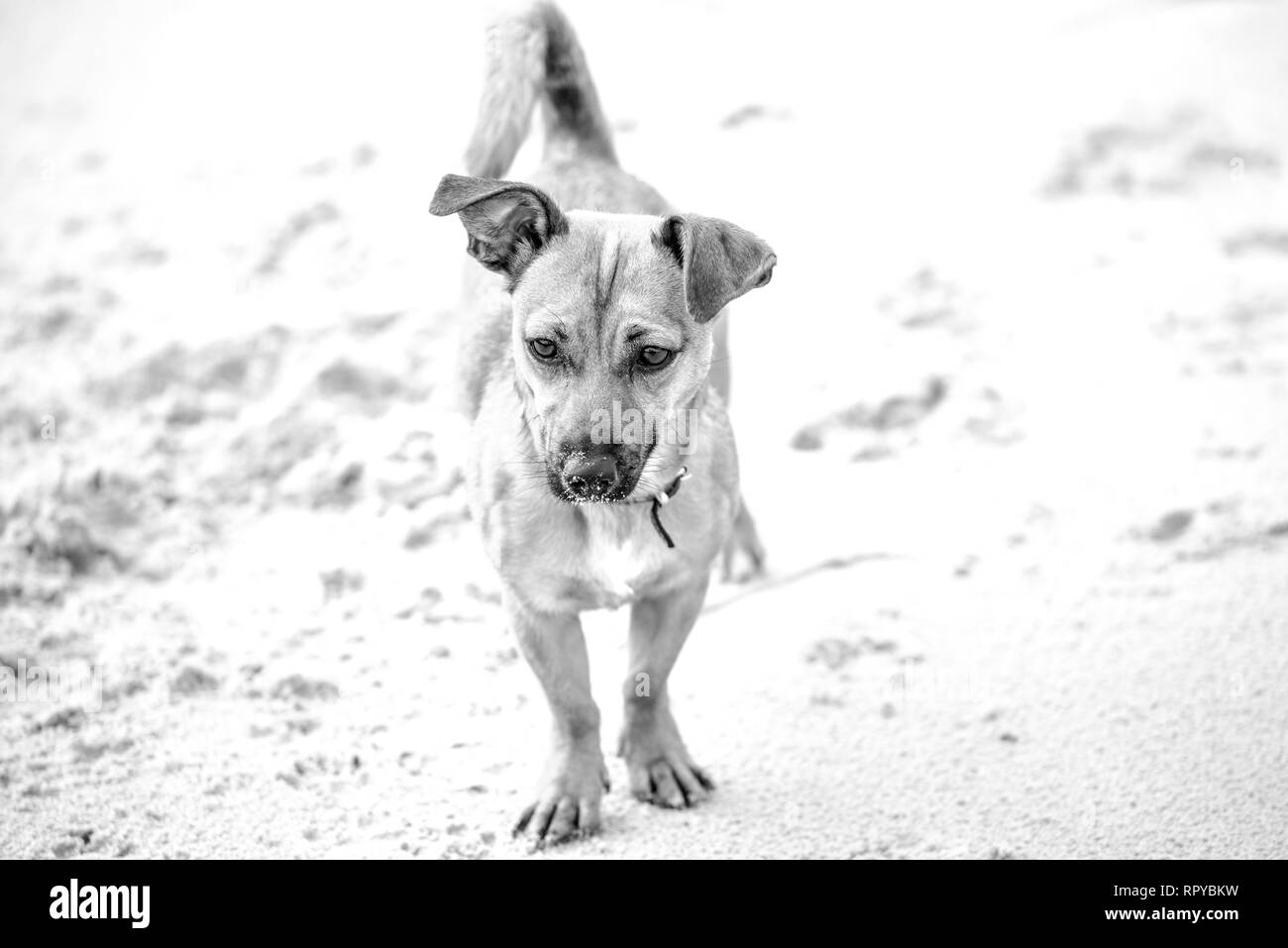 Süße braune Welpen an einem Strand - Haustier Hund Fotografie in natürlicher Umgebung Stockfoto