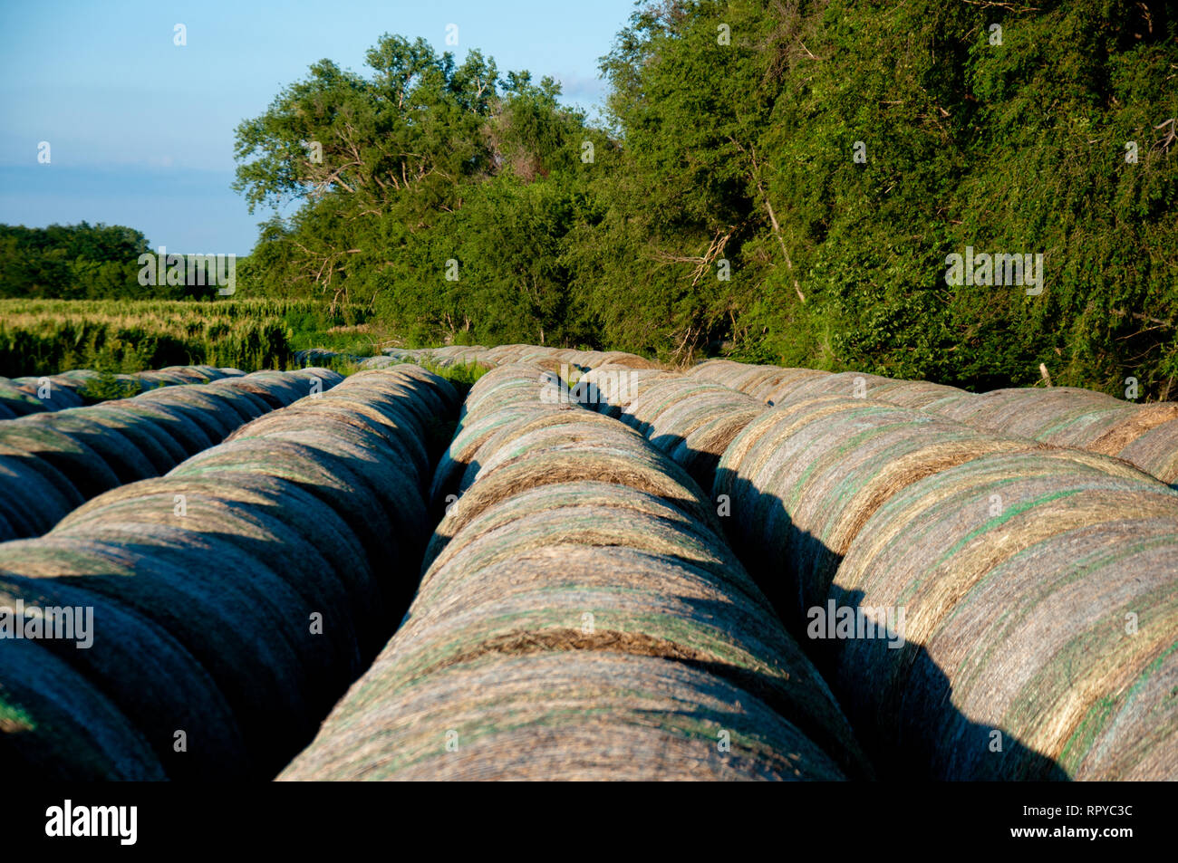 Reihe von Rundballen entlang Feldumriss Stockfoto