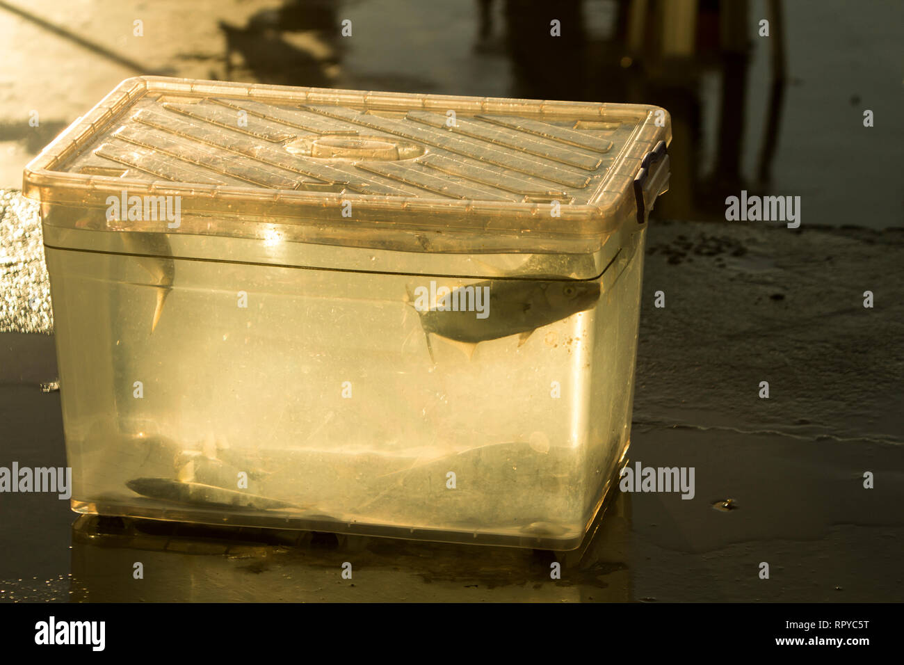 Fisch am Morgen in Bebek, Istanbul, Türkei durch einzelne Jäger und in eine Kunststoffbox mit Meerwasser. Stockfoto