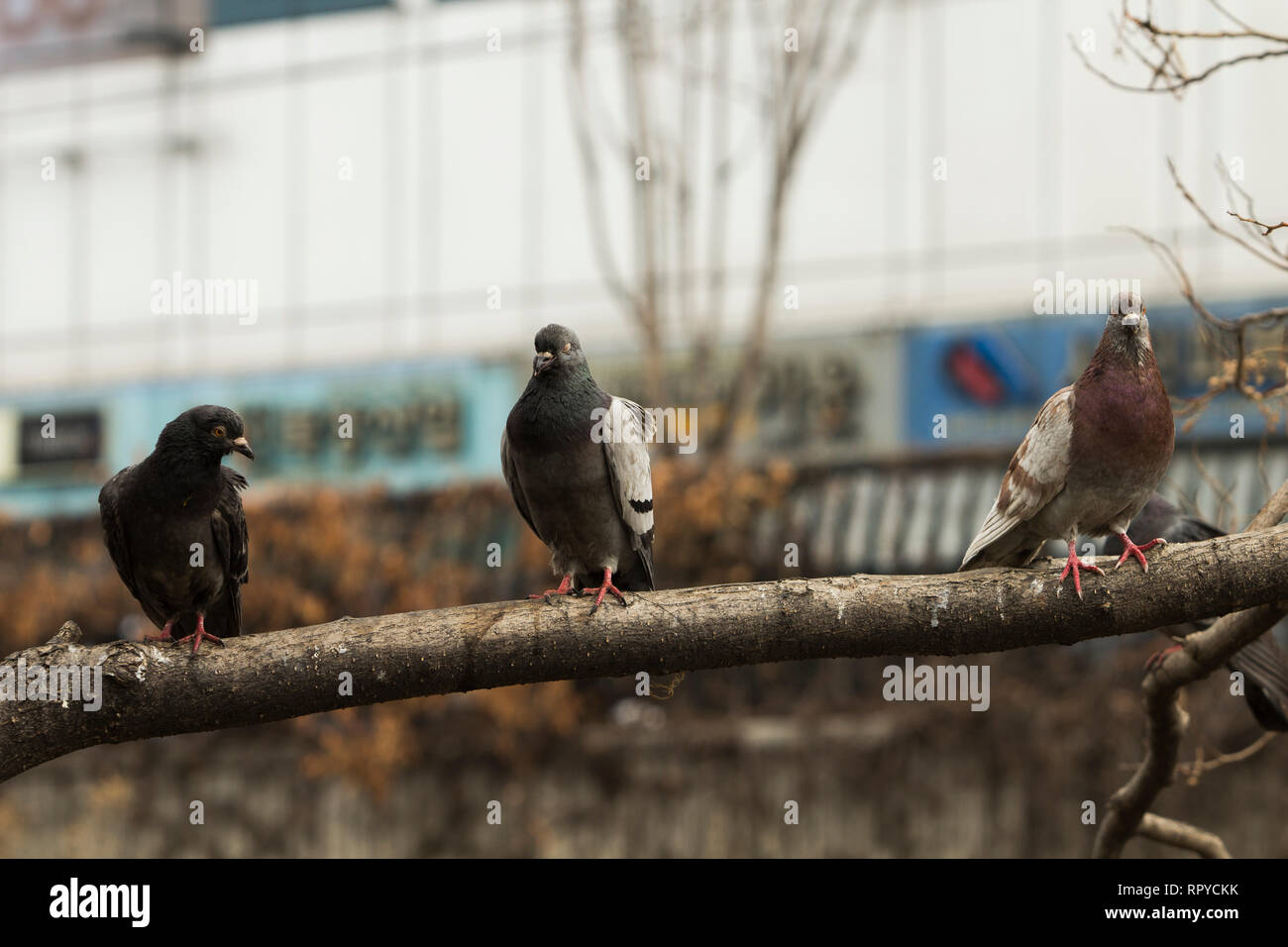 Vorderansicht des drei Tauben auf einem Baum in Cheonggyecheon Strom. Stockfoto