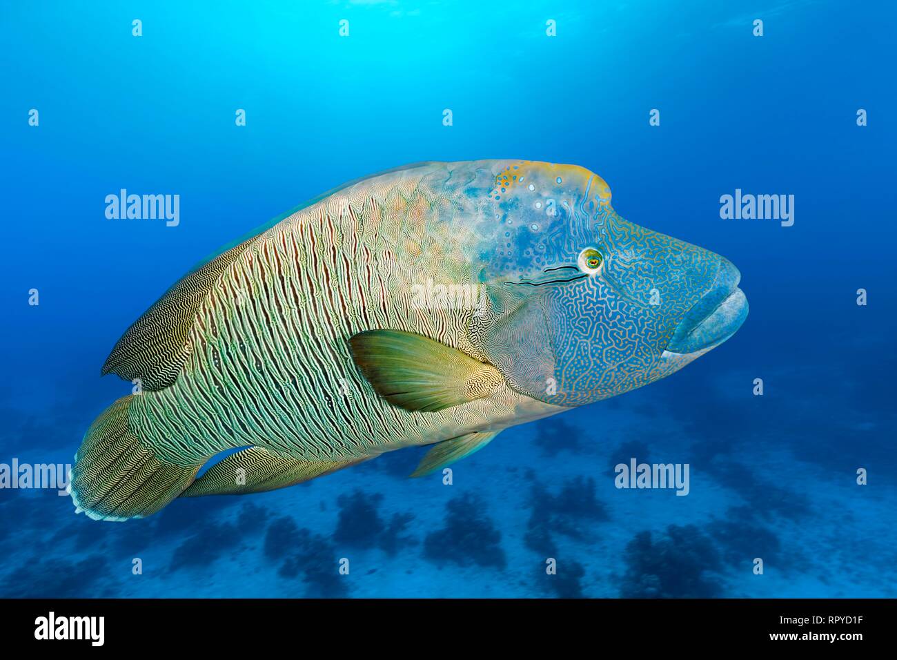 Nach humphead Lippfische (Cheilinus undulatus) schwimmt über beschmutzt, Riffe, Rotes Meer, Ägypten Stockfoto
