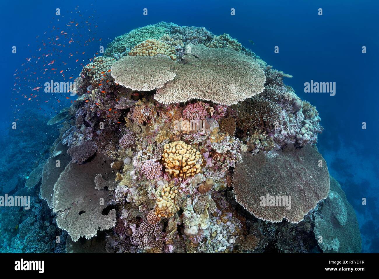 Große Korallenblock mit Steinkoralle sp. (Acropora robusta) und andere Steinkorallen (Hexacorallia), Rotes Meer, Ägypten Stockfoto