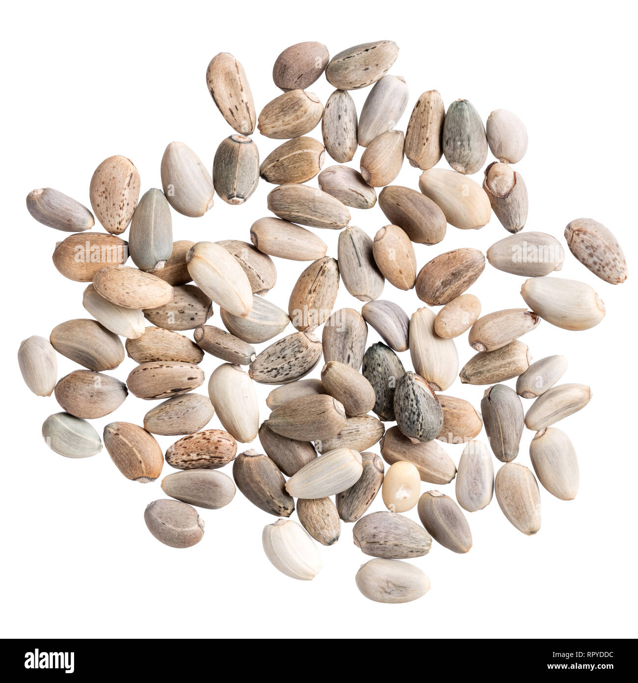 Ein Haufen Qualität Samen der Artischocke, für Ihren persönlichen Garten. Stockfoto