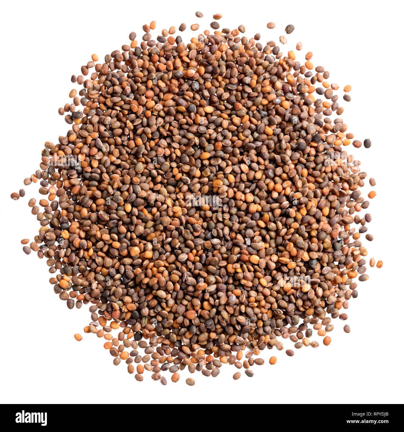 Ein Haufen Qualität Samen von Rucola, für Ihren schönen Garten. Stockfoto