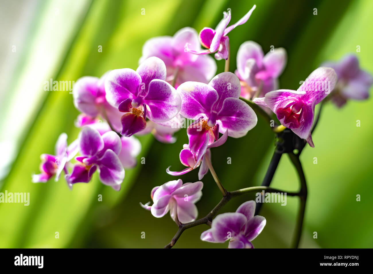 Orchidee mit grünem Hintergrund Deutschland Stockfoto