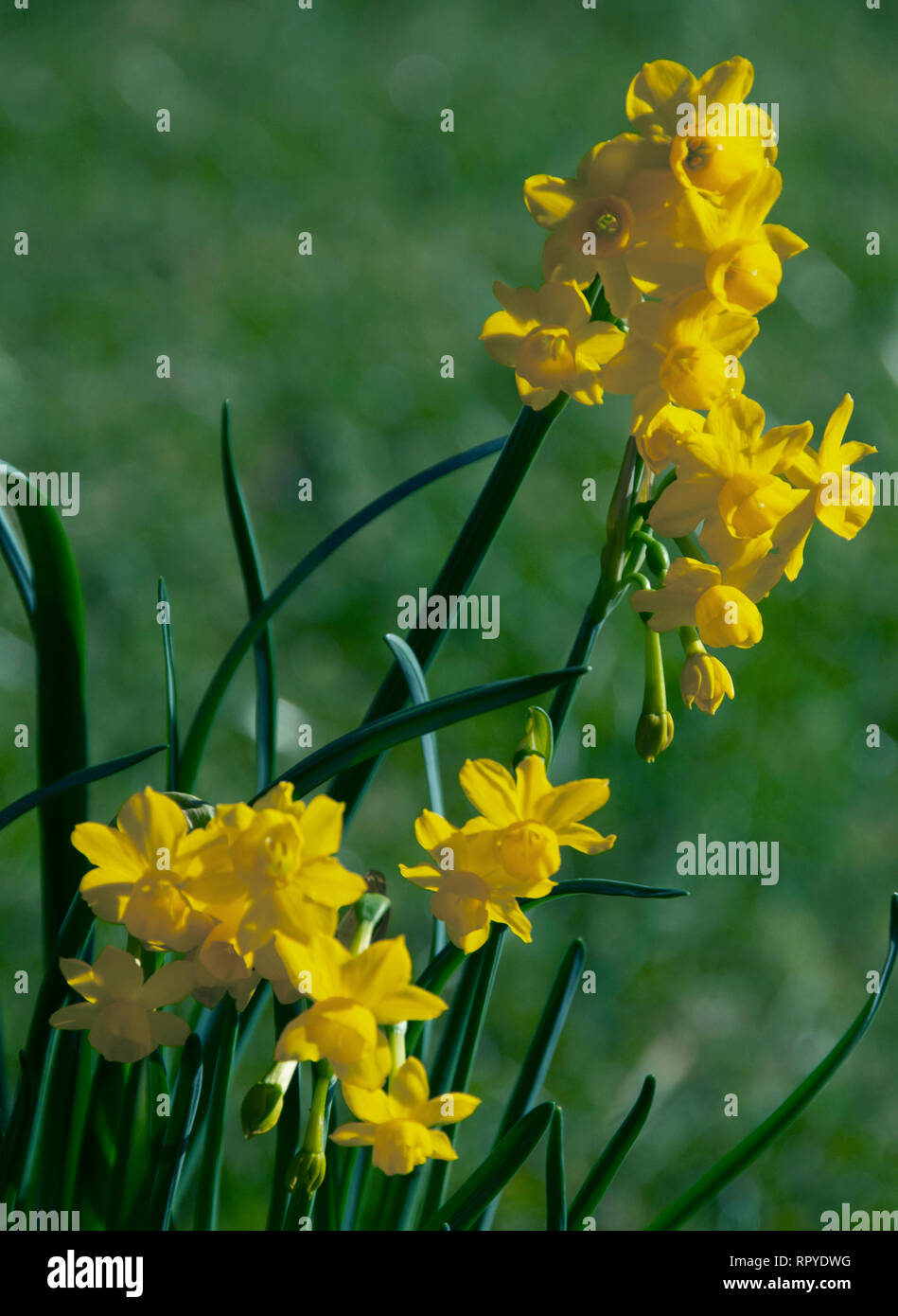 Narzisse 'Hawera' ein Zwerg Narzisse mit schlanken Sprossachsen Lager bis zu fünf nickend, Licht zitronengelben Blüten im späten Frühjahr, mit Sternenhimmel, leicht re Stockfoto