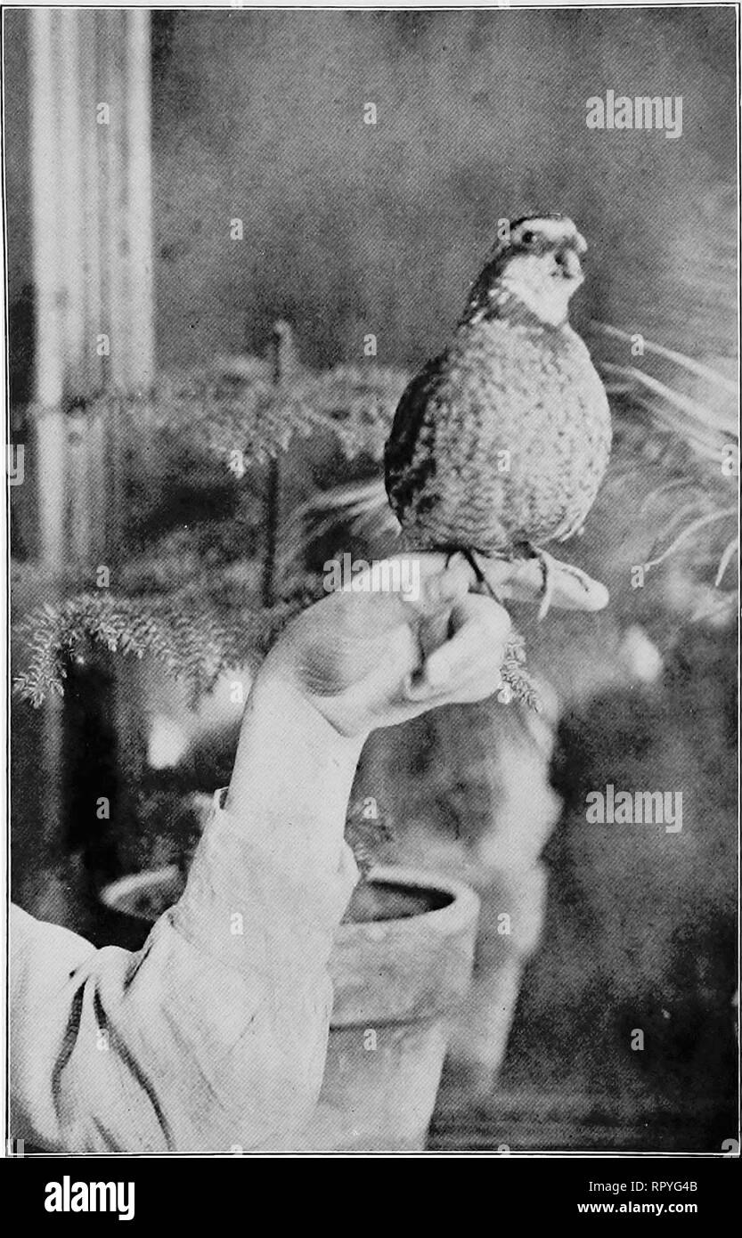 '1907 Griffith und Turner Co. Farm und Garten" (1907) Stockfoto