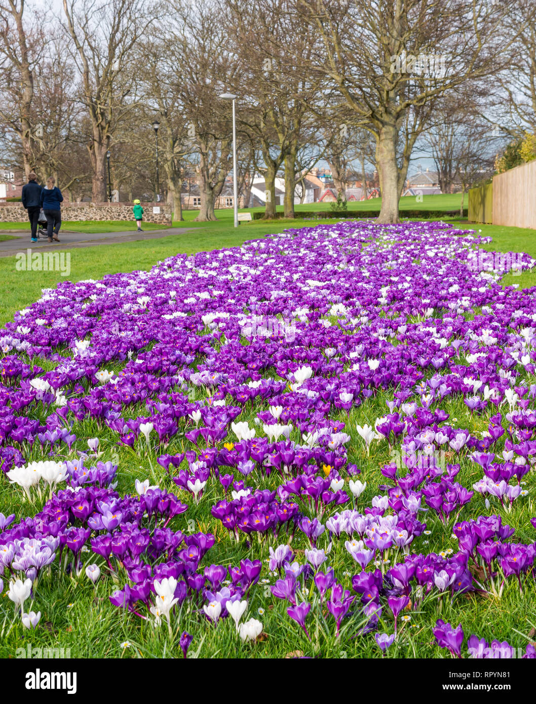 North Berwick, East Lothian, Schottland, Vereinigtes Königreich, 23. Februar 2019. UK Wetter: Frühling lila Krokusse Anzeige Wochen vor dem offiziellen Start der Feder, die am 20. März stattfindet. Eine Familie Spaziergänge in einem Park mit einem Kind reiten einen Roller Stockfoto