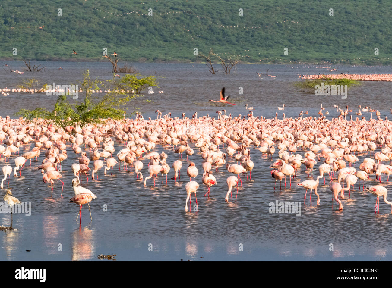 Flamingos Herde von Lake Baringo. Landschaften Afrikanischen Seen. Kenia Stockfoto